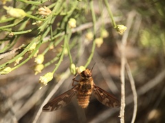 Poecilanthrax arethusa