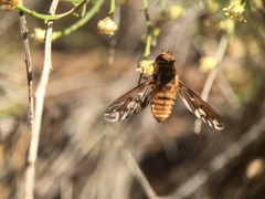 Poecilanthrax arethusa
