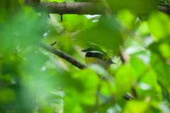 Ficedula zanthopygia