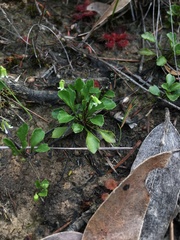 Viola cleistogamoides
