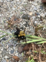 Xylocopa appendiculata circumvolans