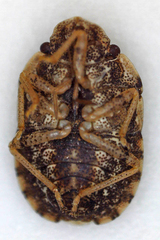Sciocoris