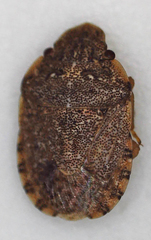 Sciocoris