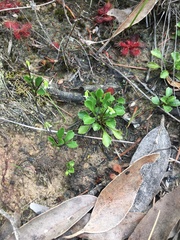 Viola cleistogamoides