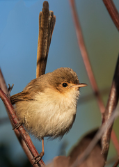 Malurus melanocephalus