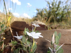 Acanthoideae