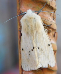 Spilosoma lutea