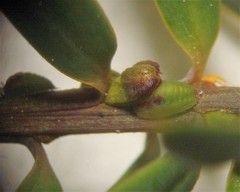 Madarococcus totarae