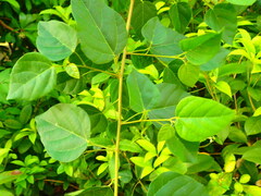 Mallotus repandus