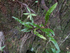 Elaphoglossum aubertii