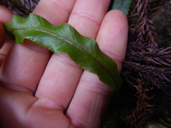 Elaphoglossum aubertii