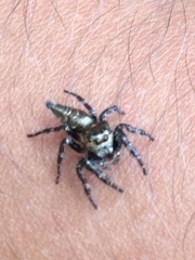 Salticidae