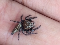 Salticidae