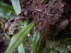 Elaphoglossum aubertii