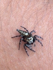 Salticidae