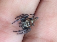 Salticidae