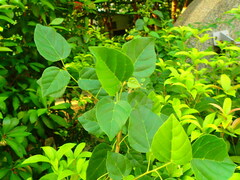 Mallotus repandus