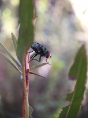 Chrysomya megacephala
