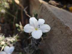 Acanthoideae