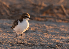 Charadrius ruficapillus