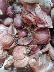 Allium cepa aggregatum