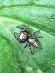 Salticidae
