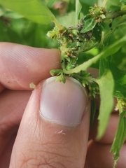 Parietaria officinalis