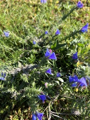 Echium vulgare
