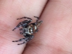 Salticidae