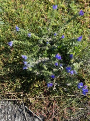 Echium vulgare