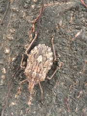 Pentatomoidea