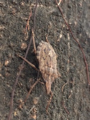 Pentatomoidea