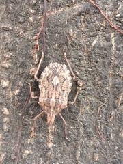 Pentatomoidea