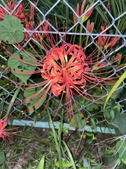 Lycoris radiata