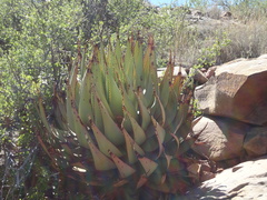 Aloe broomii