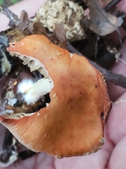 Leratiomyces ceres