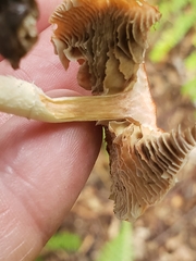Leratiomyces ceres