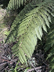 Cyatheales