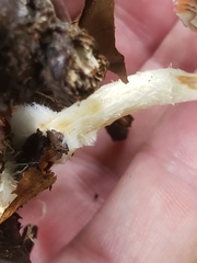 Leratiomyces ceres