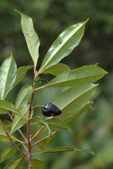Cryptocarya oubatchensis