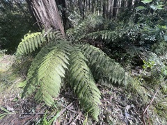 Cyatheales