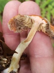 Leratiomyces ceres