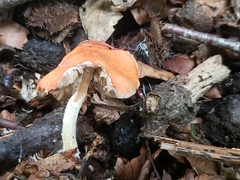 Leratiomyces ceres