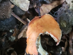 Leratiomyces ceres