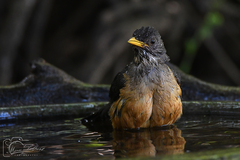 Turdus olivaceus olivaceus