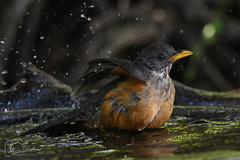 Turdus olivaceus olivaceus
