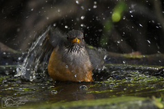 Turdus olivaceus olivaceus