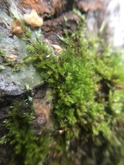 Amblystegium serpens