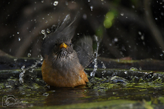 Turdus olivaceus olivaceus