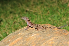 Cnemaspis gracilis
